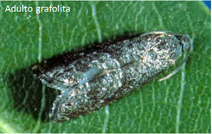 Control de Grafolita en montes orgánicos