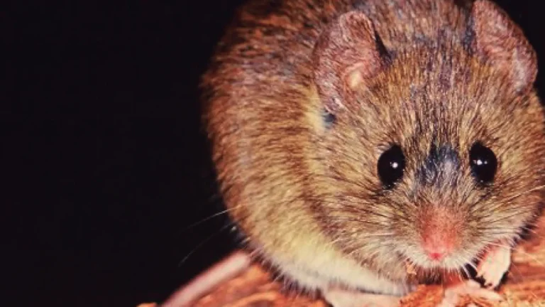 Salud recuerda recomendaciones para prevenir el Hantavirus